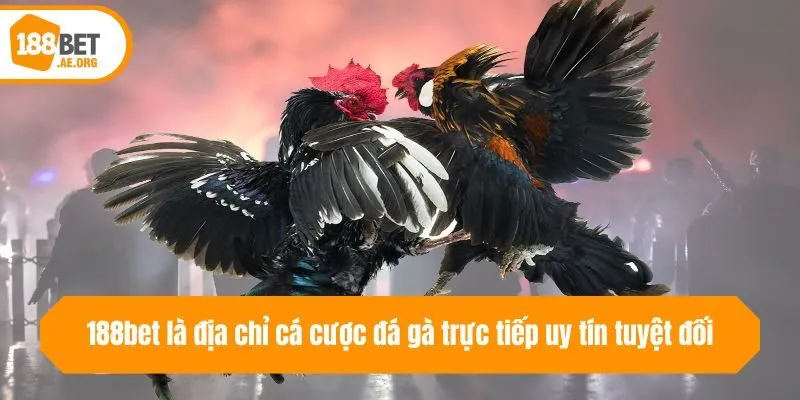 188bet là địa chỉ cá cược đá gà trực tiếp uy tín tuyệt đối