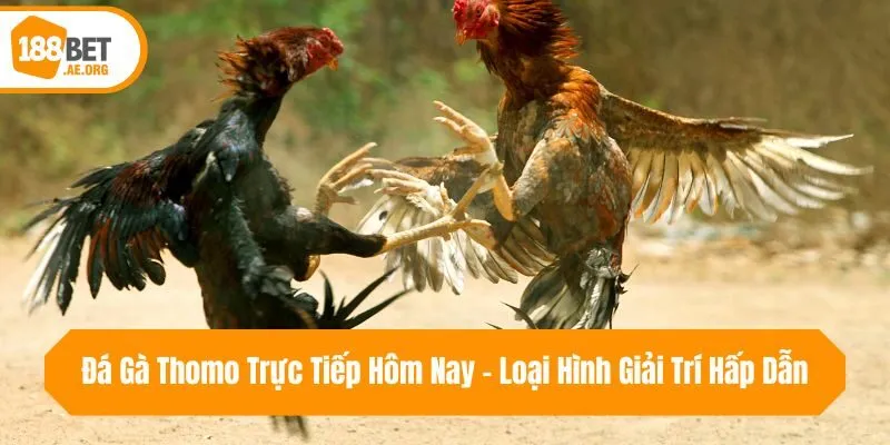 Đá Gà Thomo Trực Tiếp Hôm Nay - Loại Hình Giải Trí Hấp Dẫn