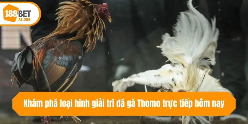 Khám phá loại hình giải trí đá gà Thomo trực tiếp hôm nay