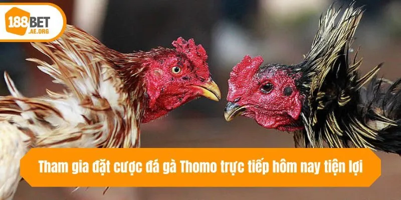 Tham gia đặt cược đá gà Thomo trực tiếp hôm nay tiện lợi