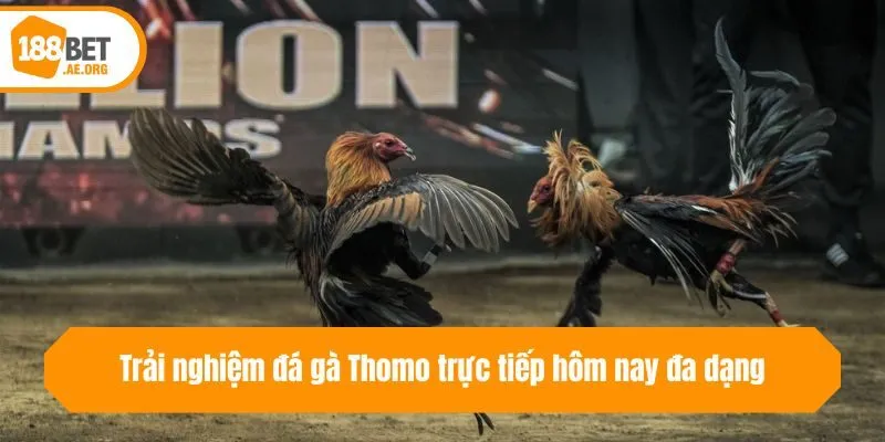 Trải nghiệm đá gà Thomo trực tiếp hôm nay đa dạng